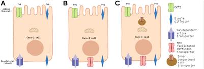 Modelling of p-tyramine transport across human intestinal epithelial cells predicts the presence of additional transporters